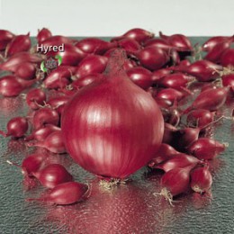 Hyred